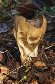 Attēlu rezultāti vaicājumam “Helvella acetabulum”