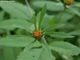 Attēlu rezultāti vaicājumam “Bidens frondosa fruit”