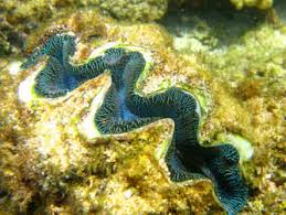 Image result for tridacna