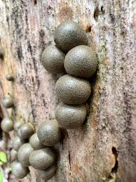 Attēlu rezultāti vaicājumam “Lycogala cf. fossiculatum sessile”