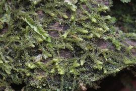 Attēlu rezultāti vaicājumam “Blepharostoma trichophyllum”