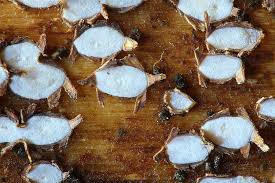 Attēlu rezultāti vaicājumam “Propolis farinosa”