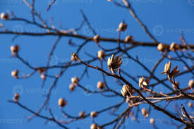 Attēlu rezultāti vaicājumam “Liriodendron tulipifera bud”