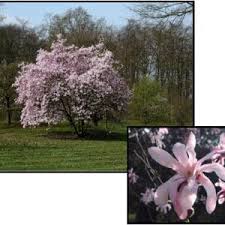 Attēlu rezultāti vaicājumam “Magnolia x loebneri”