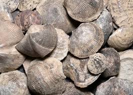 Image result for mountain top seashell