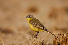 Attēlu rezultāti vaicājumam “Motacilla flava flava”