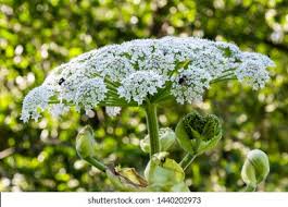 Attēlu rezultāti vaicājumam “Heracleum sosnowskyi flower”