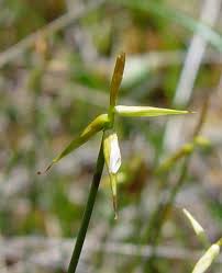 Attēlu rezultāti vaicājumam “Carex pauciflora”