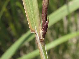 Attēlu rezultāti vaicājumam “Poa palustris”