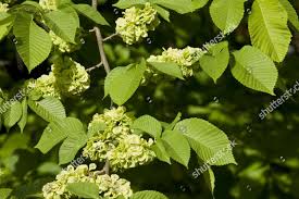 Attēlu rezultāti vaicājumam “Ulmus glabra fruit”
