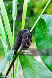 Attēlu rezultāti vaicājumam “Deilephila elpenor larva”