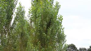 Attēlu rezultāti vaicājumam “Populus nigra Italica”