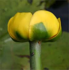 Attēlu rezultāti vaicājumam “Nuphar lutea fruit”