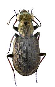 Attēlu rezultāti vaicājumam “Elaphrus cupreus”