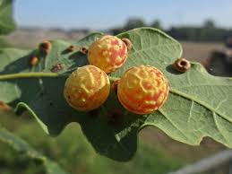 Attēlu rezultāti vaicājumam “Cynipidae”