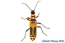 Attēlu rezultāti vaicājumam “Cantharidae”