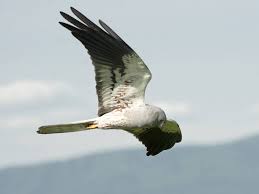 Attēlu rezultāti vaicājumam “Circus pygargus”