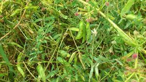 Attēlu rezultāti vaicājumam “Vicia pisiformis”