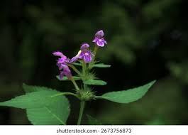 Attēlu rezultāti vaicājumam “Galeopsis bifida flower”