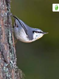 Image result for Sitta europaea