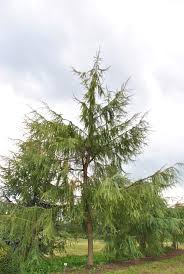 Attēlu rezultāti vaicājumam “Larix decidua”