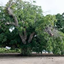 Attēlu rezultāti vaicājumam “Juglans x sinensis”