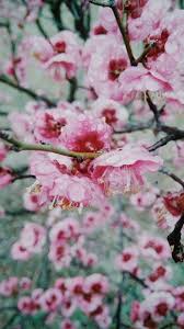 Image result for 2003早春