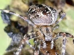 Attēlu rezultāti vaicājumam “Araneus diadematus”