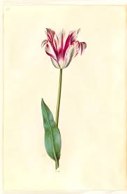Attēlu rezultāti vaicājumam “Tulipa gesneriana flower”