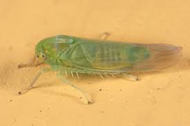 Attēlu rezultāti vaicājumam “Empoasca sp.”