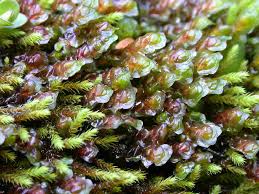 Attēlu rezultāti vaicājumam “Scapania lingulata”