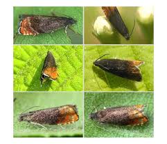 Attēlu rezultāti vaicājumam “Pammene rhediella”