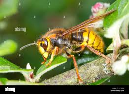 Attēlu rezultāti vaicājumam “Dolichovespula media”