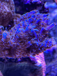 Image result for Sapphire Acro