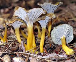 Attēlu rezultāti vaicājumam “Polyporus tubaeformis”