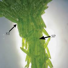 Attēlu rezultāti vaicājumam “Chara hispida”