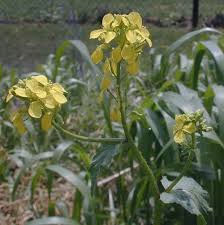 Attēlu rezultāti vaicājumam “Sinapis arvensis flower”