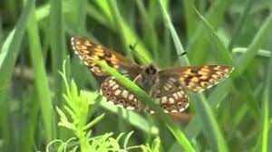 Attēlu rezultāti vaicājumam “Hamearis lucina upperside”