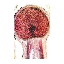 Attēlu rezultāti vaicājumam “Pellia epiphylla sporophyte”