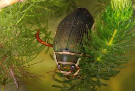 Attēlu rezultāti vaicājumam “Dytiscus marginalis”