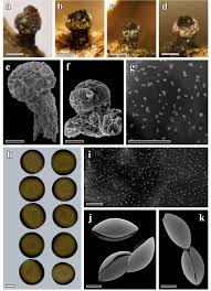 Attēlu rezultāti vaicājumam “Liceaceae”
