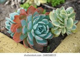 Attēlu rezultāti vaicājumam “Crassulaceae”