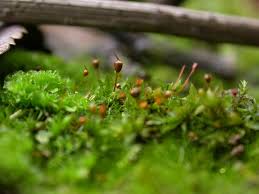 Attēlu rezultāti vaicājumam “Tortula truncata”