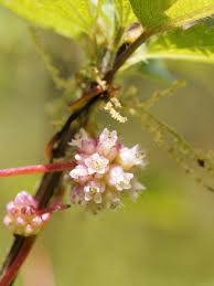 Attēlu rezultāti vaicājumam “Cuscuta europaea flower”