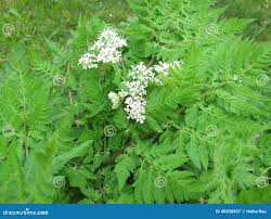 Image result for Myrrhis odorata