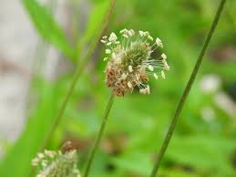 Attēlu rezultāti vaicājumam “Plantago lanceolata”