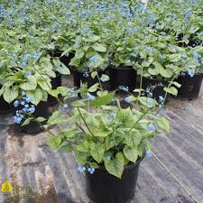 Image result for Brunnera `Jack Frost`