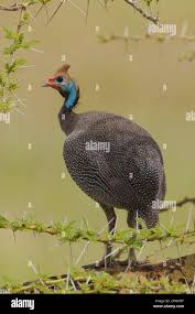 Attēlu rezultāti vaicājumam “Numida meleagris adult”