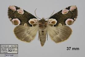 Attēlu rezultāti vaicājumam “Thyatira batis imago”