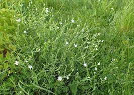 Attēlu rezultāti vaicājumam “Stellaria palustris”